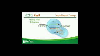 CRISPR Explained Targeted Genomic Cleavage shorts [upl. by Galven]