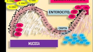 SINDROME HEMOLITICO UREMICO [upl. by Adiazteb]