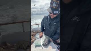 How to sharpen your fishing filet knife for the best results when filleting your prize catch [upl. by Claudine]