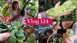 VLOG 124🌿UN GROS COLIS DUNE ABONNEE  Mes boutures de succulentes en substrat  JARDINERIE Baratet [upl. by Spragens]