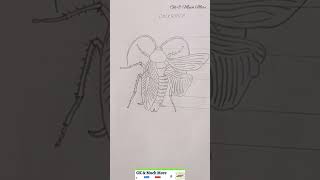 drawing 11th std Zoology practical record pictures  part 1 practical education [upl. by Ailerua]