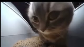 Cat dancing meme credits￼ 10 hour movies [upl. by Neeron]