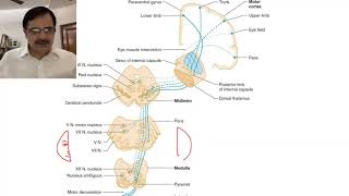 Stroke localisation Part1Basics [upl. by Munford]