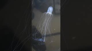 Hydroid Bioluminescence  Telonicher Marine Lab sciencefacts animal biology [upl. by Niveg41]