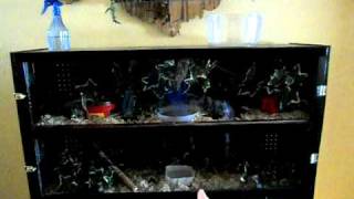 Entertainment center transformed into homemade vivarium  Part 2 [upl. by Jt]