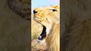 How a Lion Really ROARS  The Lion Whisperer [upl. by Ayetal467]