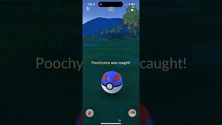 Wild Shiny Poochyena Is it Full Oddspokemon pokemongo shinypokemon shorts [upl. by Lorak118]