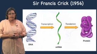 Prokaryotic vs Eukaryotic transcription  Melissa Moore U MassHHMI [upl. by Anertal]