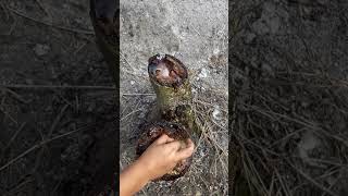 Encontré el árbol de slime en la granja de petúæçć [upl. by Runstadler97]