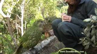 Training Sirocco the Kakapo to Station [upl. by Saddler]