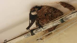 Common House Martin Balestruccio Delichon urbica [upl. by Enrev571]