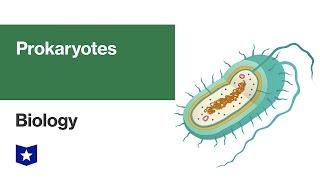 Prokaryotes  Biology [upl. by Ney]