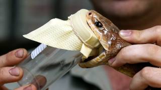 The worlds most venomous snake  Milking the Inland Taipan [upl. by Mafala]