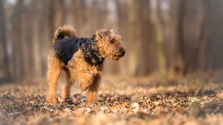 Grooming an Airedale Terrier StepbyStep Guide [upl. by Dorison]