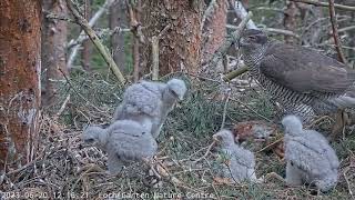 Goshawk Nest Jastrzębie  🐥🌹🍀🐥🌹🍀🐥🌹🍀🐥🌹🍀 Niesamowite karmienie  Brawo maluch  4😍🤗 20062023 [upl. by Rolan]