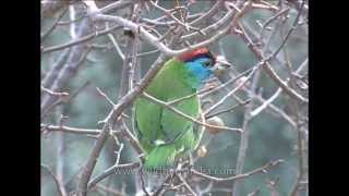 Bluethroated Barbet is found in Indian Subcontinent and Southeast Asia [upl. by Adnarem321]