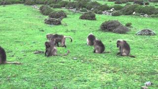 Gelada baboons  Simen Mountains Ethiopia [upl. by Abad932]