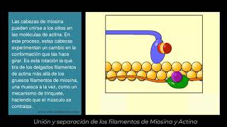 Neurodeporte  Contracción Muscular filamentos de Actina y Miosina [upl. by Ryder519]