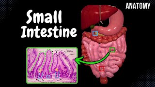 Small Intestine Anatomy Parts Topography Structures Layers [upl. by Rocky13]