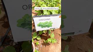 Herbs and vegetable backyard farm garden naturalherbs nature gardenshorts youtubeshort [upl. by Maier]