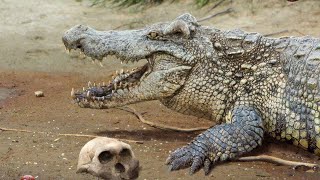 Crocodylus Anthropophagus  Devorador de Homínidos  PaleoPedias 🐊 [upl. by Onavlis]