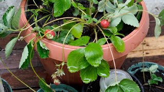 Growing strawberries in containers Propagation tips for beginners [upl. by Tuddor]