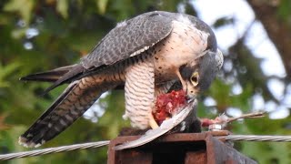 LARGE FEMALE PEREGRINE FALCON EATING A MALLARD DUCK GRAPHIC CONTENT [upl. by Cadman]