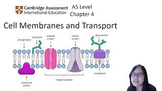 Biological Membrane Structure Details [upl. by Rhys]