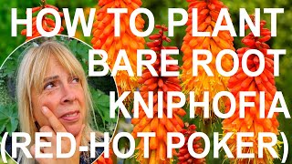 How to Plant and Grow Bare Root Kniphofia  Red Hot Poker [upl. by Nordna590]