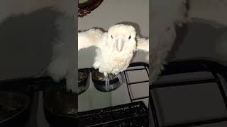 Watch an amazing corella cockatoo bathing 🛁ParrotX2 ForyouIdr music phonk [upl. by Okiruy]