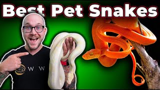 The BEST Pet Snakes at EVERY Size [upl. by Niel]