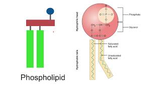 Lipids AQA A Level Biology [upl. by Rehctelf]