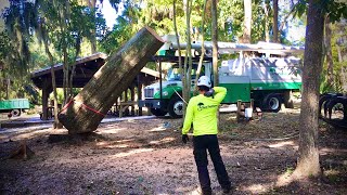 How Does An Arborist Remove A HUGE Tree [upl. by Jolenta]