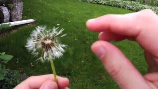 Seed Dispersal The Amazing Ways Seeds Travel [upl. by Nnod]