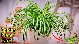 7Tips on Spider Plant Winter Care  Pure Greeny [upl. by Adneral]