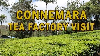 Connemara Tea Factory Vandiperiyar Tour How to make Tea [upl. by Cecilius358]