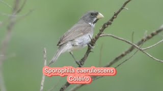 O canto do coleirinho  Sporophila caerulescens [upl. by Reifel920]