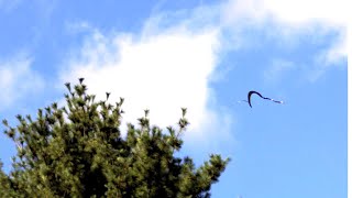 Slowmotion video of a flying snake in side view 6 2019 [upl. by Chemash189]