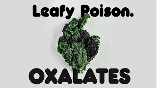 What Are Oxalates  Uncovering The Leafy Poison [upl. by Yehus]