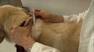 How to Apply Flea and Tick Medications [upl. by Anneh]