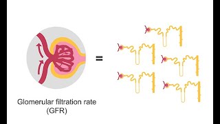 Estimating glomerular filtration rate GFR [upl. by Sexton57]