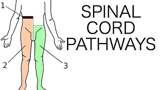 Descending Tracts of The Spinal Cord  Neuroanatomy [upl. by Jehiel192]