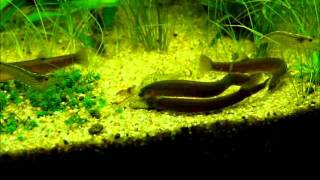 Pangio oblongaJava Loach Black kuhli feeding time [upl. by Croft]