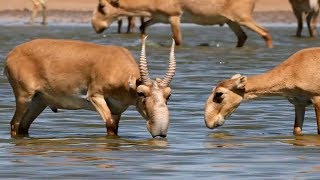 Saiga Antelope Drinking Water [upl. by Neehcas]