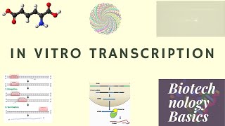 RNA synthesis by In vitro transcription [upl. by Scott233]