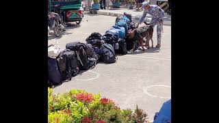 Sniffer dog is checking luggage of ferry passengers [upl. by Hallett]