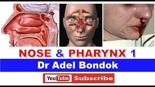 Anatomy of the Nose Nasoharynx and Oropharynx Dr Adel Bondok [upl. by Fahland]