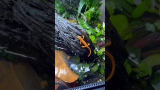 Newt Paludarium redefts newt paludarium livingvivarium bioactive plantedtank waterfeature [upl. by Artiek]