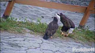 SWFL Eagle Cam  Finding Little M  E9 March 14 2017 [upl. by Intosh55]