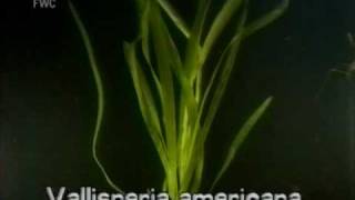 eelgrass  tapegrass Vallisneria americana [upl. by Ellenuahs]